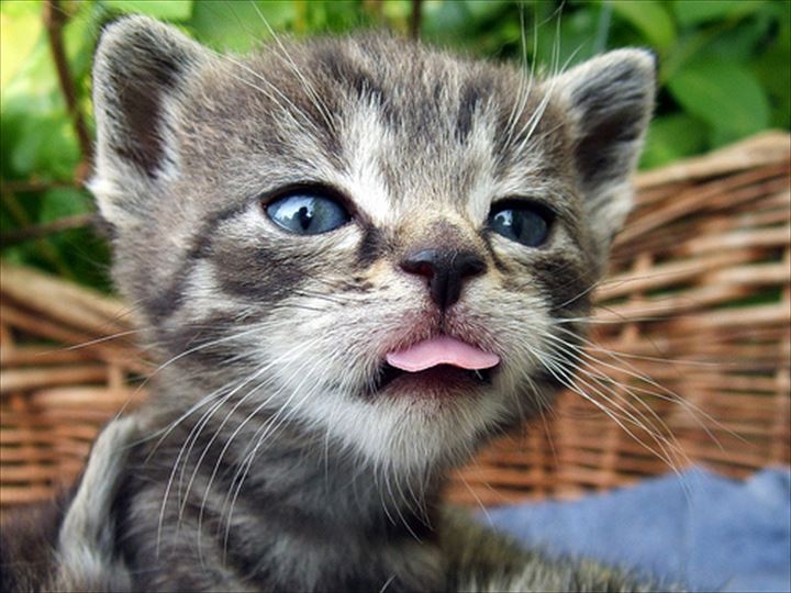 可愛い舌　猫28